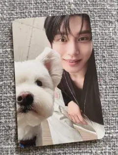 zb1 ゼベワン never say never 犬 トレカ ④