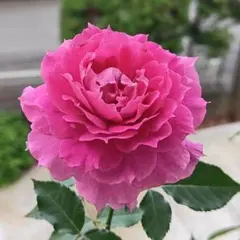 濃ピンク バラ苗 薔薇苗 挿し木苗 ① - メルカリ