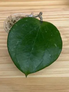 ホヤ Hoya balaensisのサムネイル