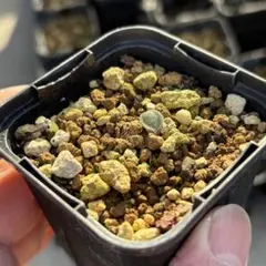 2025年最新】エリオスペルマムの人気アイテム - メルカリ