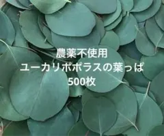 農薬不使用　ユーカリポポラスの葉っぱ500枚 摘みたてフレッシュ生葉❣️