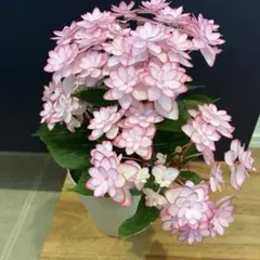 アジサイ 超美しい限定品種 新品種 桜のころ希少紫陽花 大苗 - メルカリ