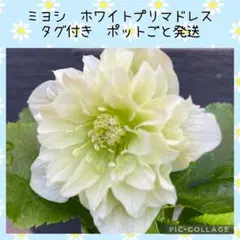 プレミアムプリマヴェーラモーリーメビウス×千重咲（メビウス