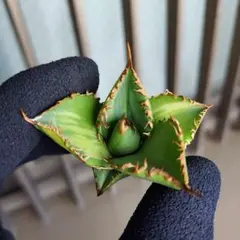 2026年最新】縞斑 アガベの人気アイテム - メルカリ