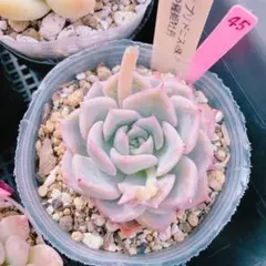 たらこ様 リクエスト 2点 まとめ商品