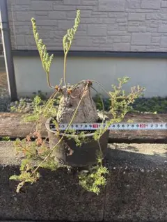激レア】リグナムバイタ・癒瘡木の越冬した実生苗1 - メルカリ