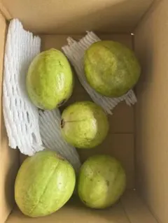 新グアバ 緑色2キロ 新鮮グアバ 2kg - メルカリ