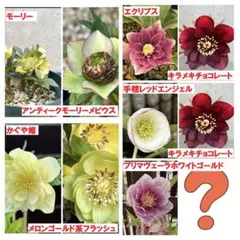 クリスマスローズ 開花予定苗 DD蜃気楼×DD蜃気楼'24 - メルカリ