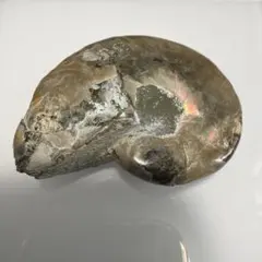 アンモナイト 化石 標本