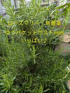 無農薬 自家栽培 ローズマリー - メルカリ