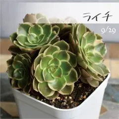 2026年最新】観葉植物 アエオニウムの人気アイテム - メルカリ