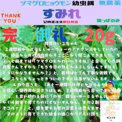 スミレ 葉っぱのみ 30枚 ツマグロヒョウモン 幼虫 餌 | Mercari