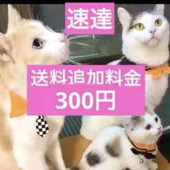 추가 배송료 300엔