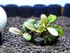 ブセファランドラ『シャイン・ブルー』【完全水中葉＆無農薬栽培】溶岩石活着株②