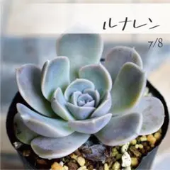 多肉植物【ルナレン】エケベリア ポットごと or 抜き苗 6㎝ポットのサムネイル