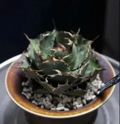 2026年最新】アガベ ハイブリットの人気アイテム - メルカリ