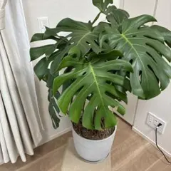 2026年最新】ecopots osloの人気アイテム - メルカリ