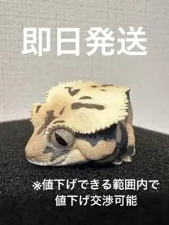 Rhacodactylus ciliatus フィギュア 心宽体胖图录 II