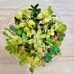 多肉植物　セダム　カット苗　☆冬の詰め合わせ☆