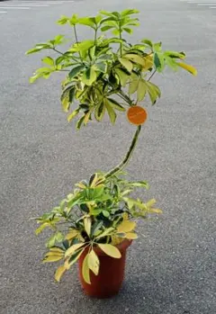 斑入り ハナキリン 花麒麟 苗 多肉/観葉植物 沖縄樹木 造園芸 山野草 