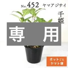 どらにゃん様専用 【ポットごとヤマト便376】ヤマアジサイ3点 - メルカリ