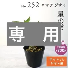 笹【ポットごとヤマト便252】ヤマアジサイ　幼苗　星の雫　山紫陽花 ポットごとヤマト便252】ヤマアジサイ 幼苗 星の雫 山紫陽花 - メルカリ