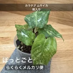 mimol様 リクエスト 2点 まとめ商品