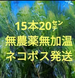 天然マツモ□5Lバケツ盛り‼️⚠️北海道、沖縄県、離島は発送しません
