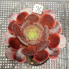 75 #観葉植物アエオニウム錦❤️スーパーバン❤️1大頭9cm拨き苗
