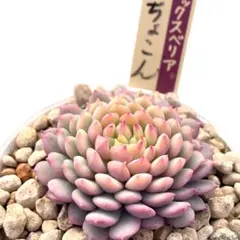 c*)様 【美紅葉苗】ミックスベリア ちょこん 多肉植物 おらいさん 自家繁殖苗