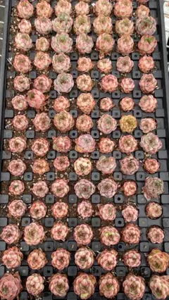 ひ*ろ様 CH1019　オレンジ　105苗　多肉植物　土と根付き　エケベリア　韓 CL1035 オレンジレッド 105苗 多肉植物 土と根付き エケベリア 韓国苗