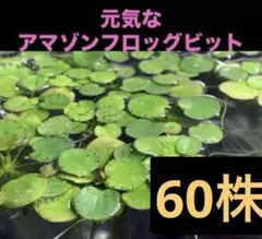 アマゾンフロッグピット(psb 光合成細菌　ホテイアオイ　ホテイソウ　アナカリスのサムネイル