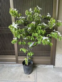アテモヤ　取り木苗　鳳梨釋迦 アテモヤ 取り木苗 鳳梨釋迦 - メルカリ