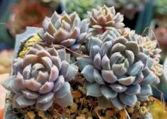 ・*.punchan‪‪‪.*¨̮・様 リクエスト 2点 、宅急便コンパクト発送