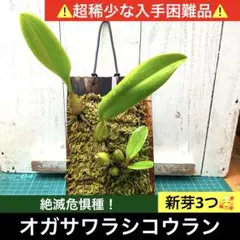 2026年最新】シコウランの人気アイテム - メルカリ