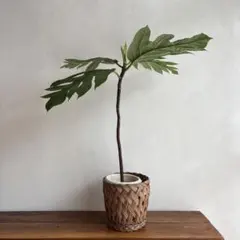 sayuk4903様 リクエスト 2点 まとめ商品