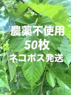 2026年最新】桑の葉 蚕の人気アイテム - メルカリ