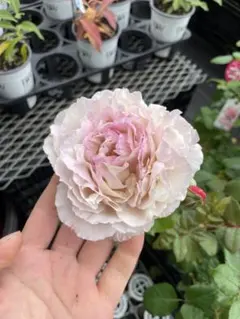 2026年最新】バラ苗 カメオの人気アイテム - メルカリ