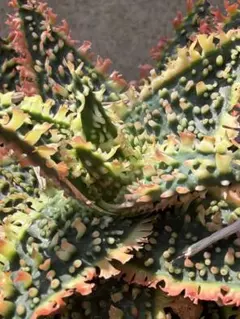 アロエ ハイブリッド Aloe hybrid 第四種 Mー14 - メルカリ
