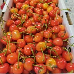 O　２８日　加工用　紅秀峰　画像が現物　１ｋｇのサムネイル