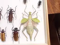 ナカセコカワニナ 淡水貝 貝殻 標本 - メルカリ