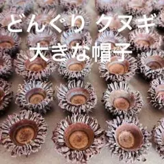 どんぐり【クヌギ】大きな帽子　48個
