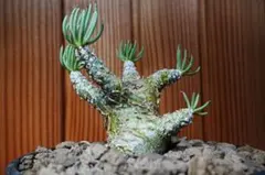 現地球発根済】チレコドン ペアルソニー 冬型塊根 鉢ごと発送 - メルカリ