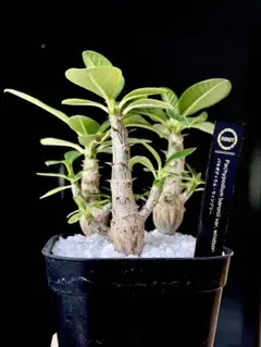 【鉢ごと発送】コミフォラ ワイルディ 実生 鉢ごと発送】コミフォラ ワイルディ Commiphora wildii 実生 - メルカリ