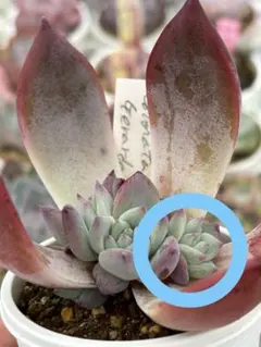 2025年最新】サボテン相談室の人気アイテム - メルカリ