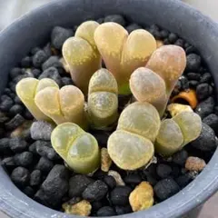 花*様 リクエスト 2点 まとめ商品