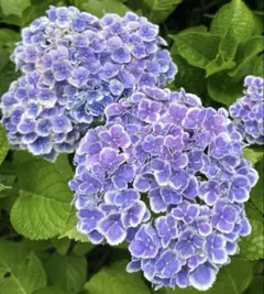 Chieko shima様 リクエスト 5点 まとめ商品