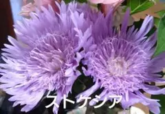 あ～ちゃん様 リクエスト 2点 まとめ商品