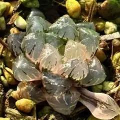 し*桜様 OB-1オブツーサ錦　超美株　ハオルチア　観葉植物　オークション　25