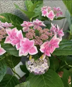 ガーベラ様 リクエスト 2点 まとめ商品